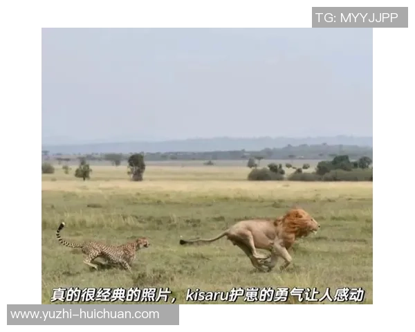 足球明星小猎豹的传奇故事与精彩小说推荐合集